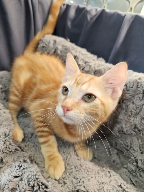 JOHN REDCORN - Domestic Short Hair / Domestic Short Hair available for adoption