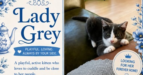 OUR LADY GRAY - Domestic Short Hair / Domestic Short Hair available for adoption