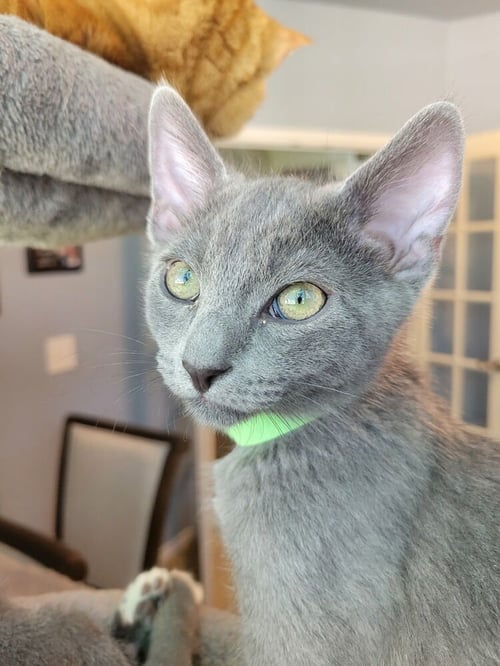 ASHER - Russian Blue / Russian Blue available for adoption
