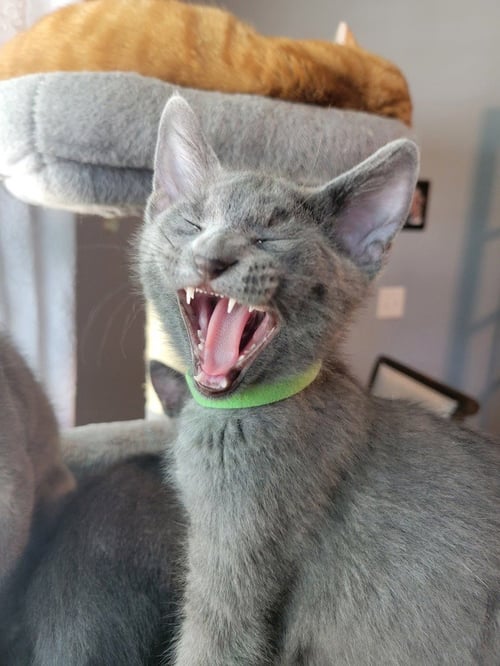 ASHER - Russian Blue / Russian Blue available for adoption