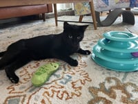 Giancarlo - Photo 4