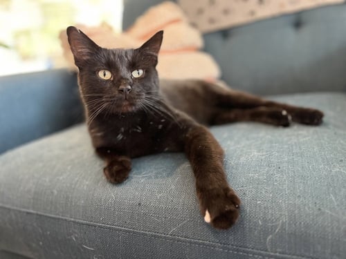GIANCARLO - Domestic Short Hair / Domestic Short Hair available for adoption