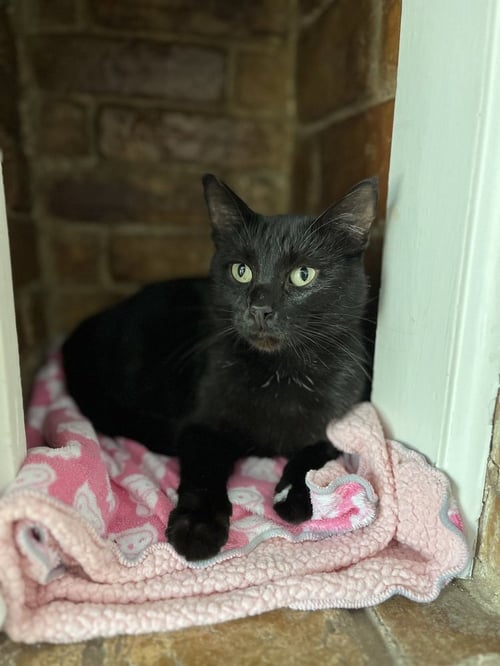 GIANCARLO - Domestic Short Hair / Domestic Short Hair available for adoption