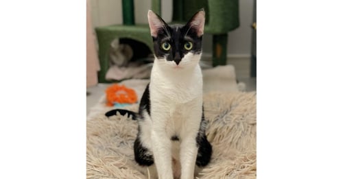 COLETTE - Domestic Short Hair / Domestic Short Hair available for adoption