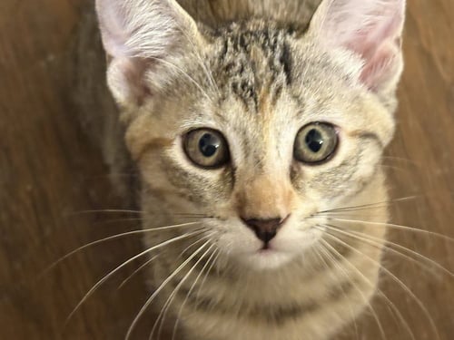 KATY BUG - Domestic Short Hair / Calico available for adoption