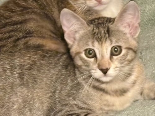 KATY BUG - Domestic Short Hair / Calico available for adoption