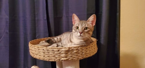 KING JULIAN - Domestic Short Hair / Domestic Short Hair available for adoption