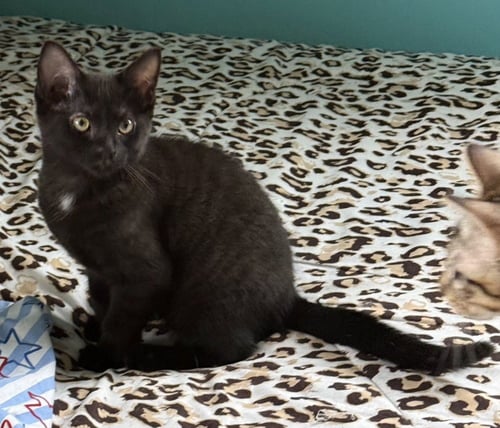 BELLATRIX "BELLA - Domestic Short Hair / Domestic Short Hair available for adoption