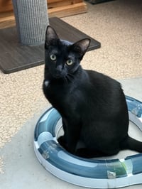 Bellatrix "bella - Photo 1