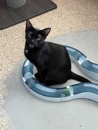 Bellatrix "bella - Photo 2