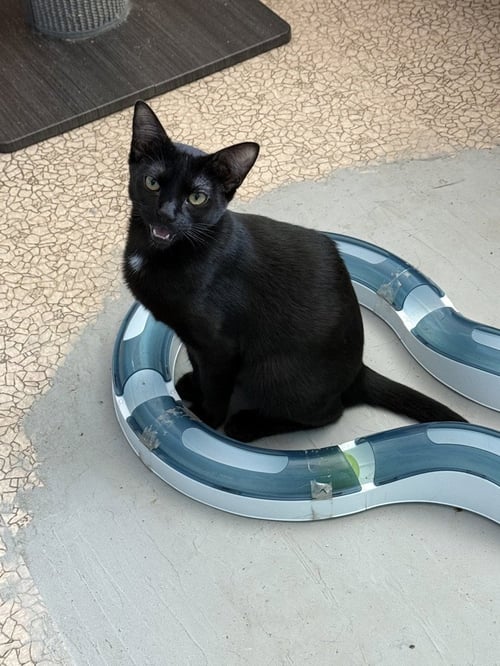 BELLATRIX "BELLA - Domestic Short Hair / Domestic Short Hair available for adoption