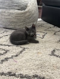 Maybel - Photo 1