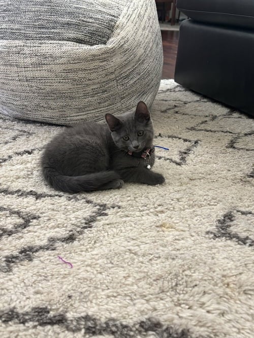 MAYBEL - Domestic Short Hair / Russian Blue available for adoption