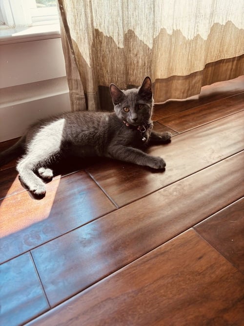 MAYBEL - Domestic Short Hair / Russian Blue available for adoption