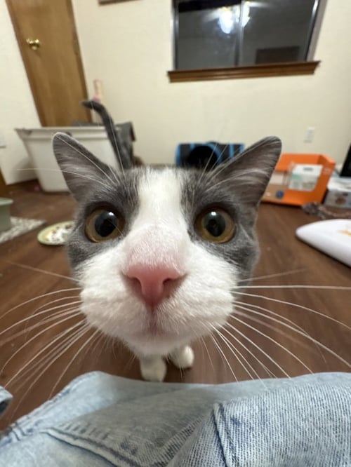 COUNTESS CUSTARD - Domestic Short Hair / Domestic Short Hair available for adoption