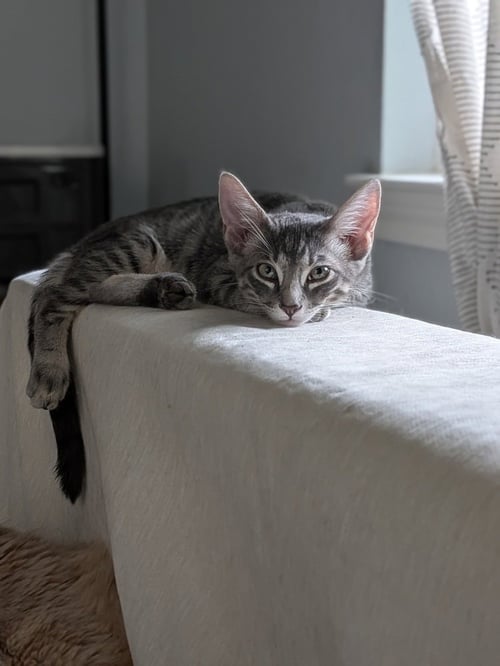 ZEBRA CAKES - Domestic Short Hair / Domestic Short Hair available for adoption