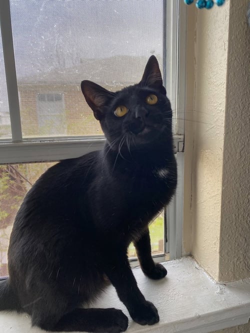 LOUIS - Domestic Short Hair / Domestic Short Hair available for adoption
