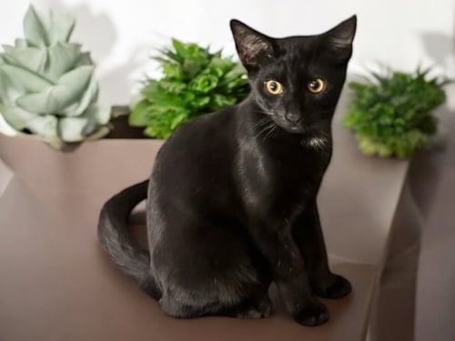 LOUIS - Domestic Short Hair / Domestic Short Hair available for adoption