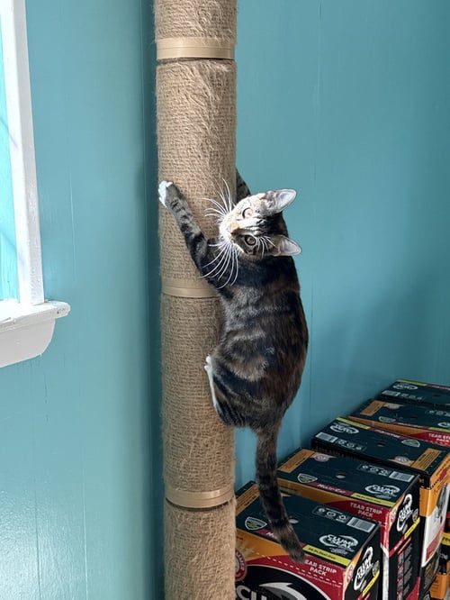 NUTMEG - Calico / Domestic Short Hair available for adoption