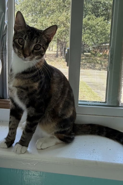 Nutmeg Image