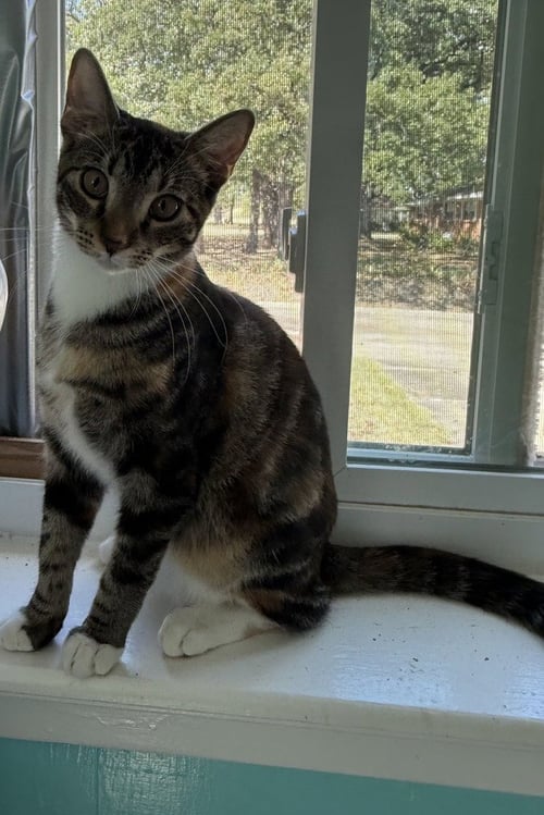 NUTMEG - Calico / Domestic Short Hair available for adoption