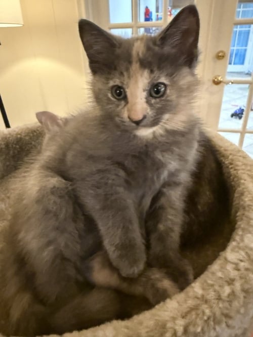 HONEY CLOVER - Domestic Short Hair / Domestic Short Hair available for adoption