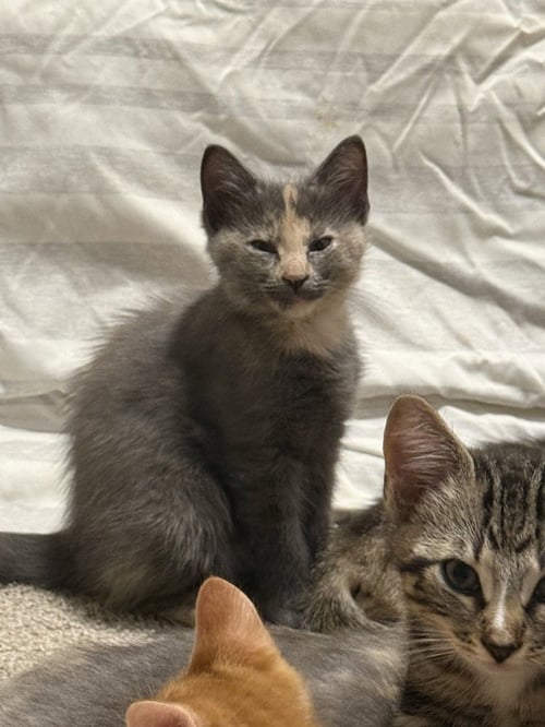 HONEY CLOVER - Domestic Short Hair / Domestic Short Hair available for adoption