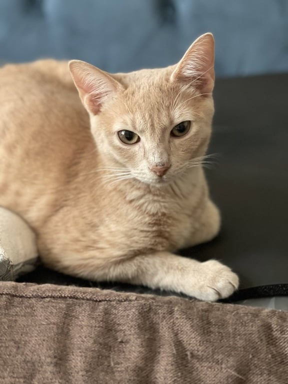 Alfie Image