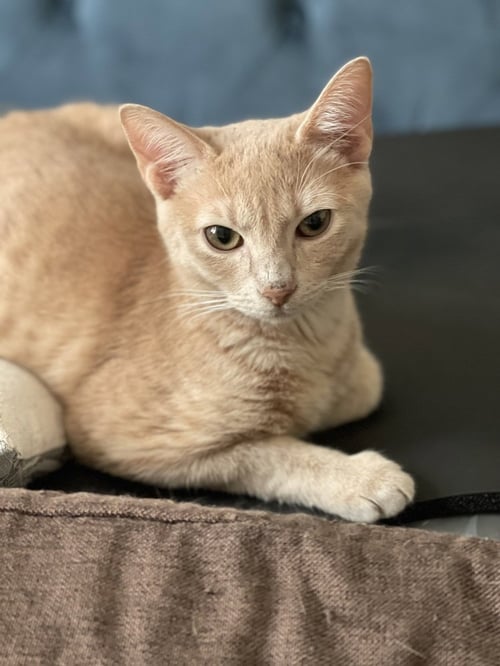 ALFIE - Domestic Short Hair / Domestic Short Hair available for adoption