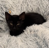 Georgia Mae - Photo 2
