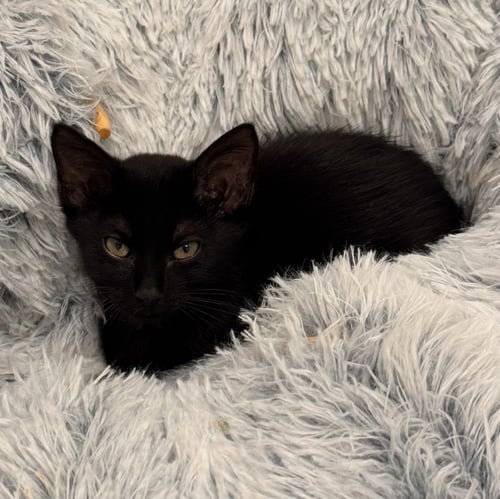 GEORGIA MAE - Domestic Short Hair / Domestic Short Hair available for adoption
