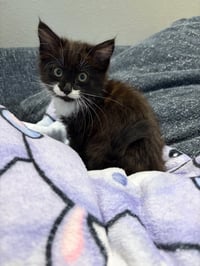 Charlie Belle - Photo 2