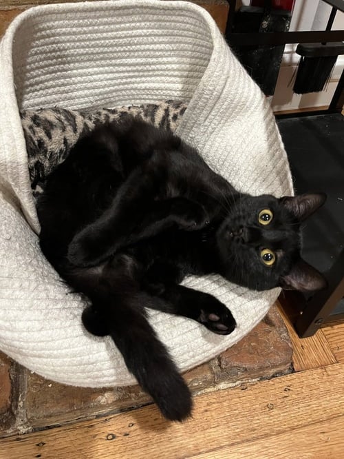 BASTET AKA CINCO MELLO - Domestic Short Hair / Domestic Short Hair available for adoption