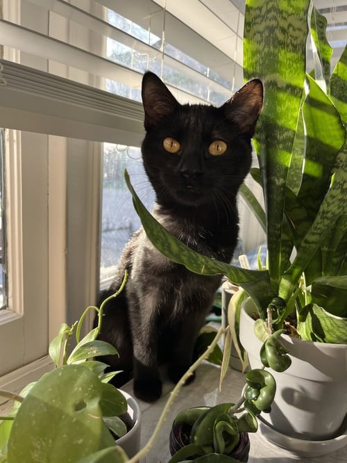 BASTET AKA CINCO MELLO - Domestic Short Hair / Domestic Short Hair available for adoption