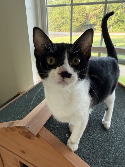 BULBASAUR - Domestic Short Hair / Domestic Short Hair available for adoption