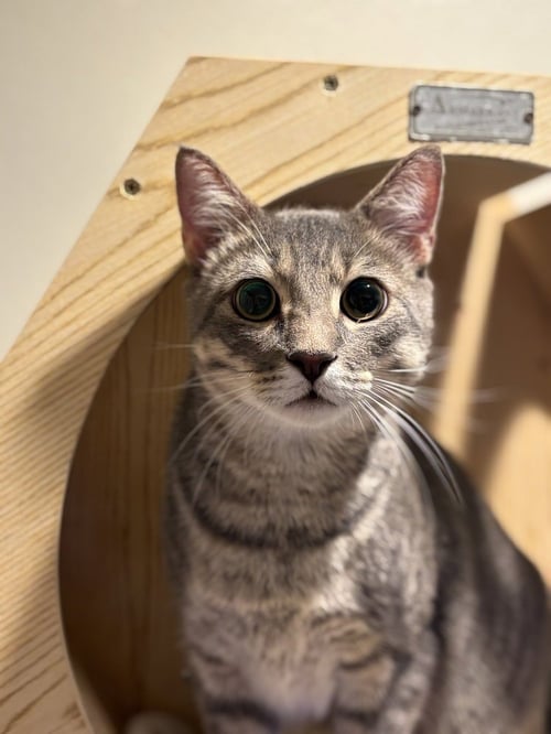 REESE'S - Domestic Short Hair / Domestic Short Hair available for adoption