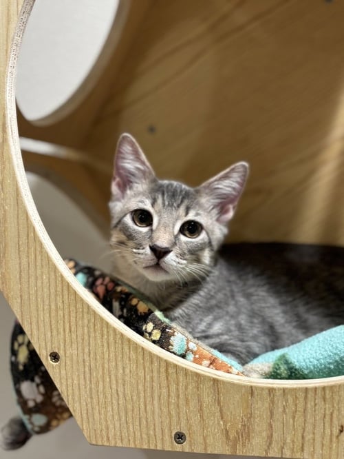 REESE'S - Domestic Short Hair / Domestic Short Hair available for adoption
