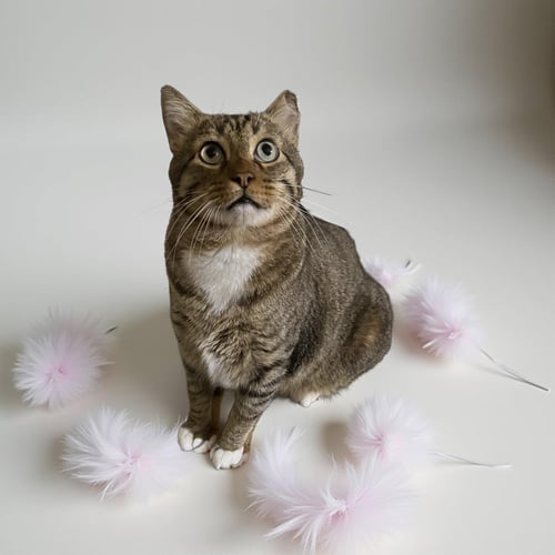 CATMAN - Domestic Short Hair / American Shorthair available for adoption