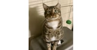 CatMan - Photo 2