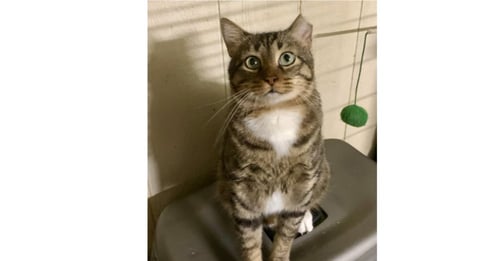 CATMAN - Domestic Short Hair / American Shorthair available for adoption