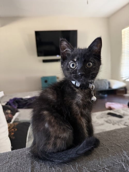 SHURI - Domestic Short Hair / Domestic Short Hair available for adoption