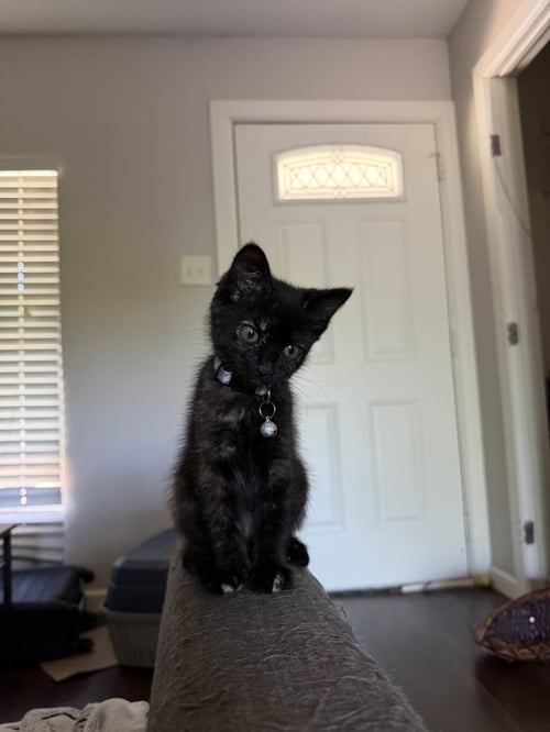 SHURI - Domestic Short Hair / Domestic Short Hair available for adoption