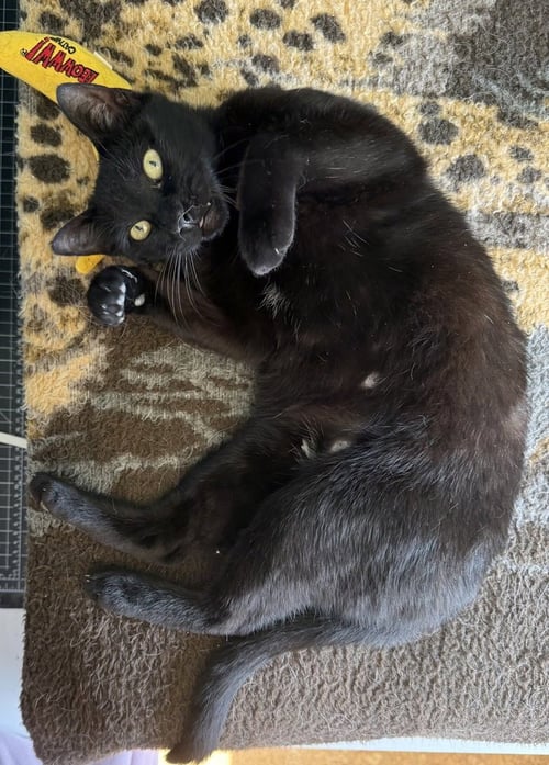 SELENE - Domestic Short Hair / Domestic Short Hair available for adoption