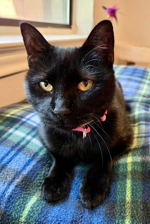 SELENE - Domestic Short Hair / Domestic Short Hair available for adoption