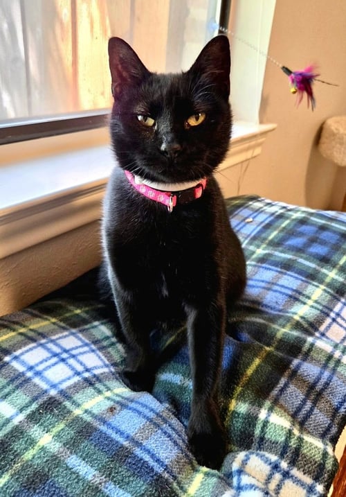 SELENE - Domestic Short Hair / Domestic Short Hair available for adoption