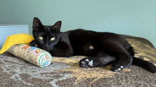 SELENE - Domestic Short Hair / Domestic Short Hair available for adoption