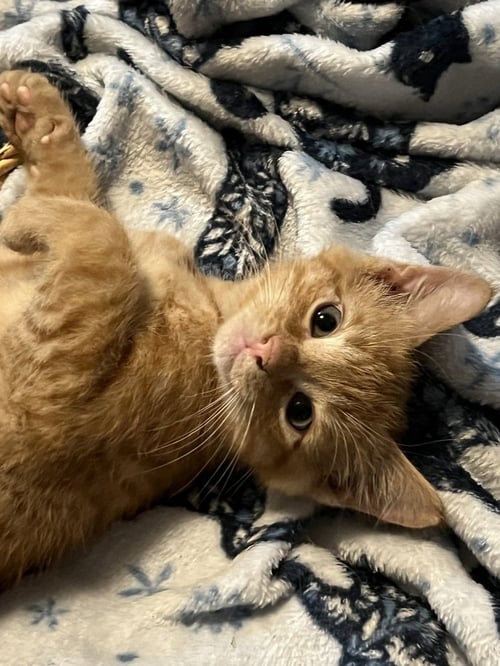 JETT - Domestic Short Hair / Domestic Short Hair available for adoption