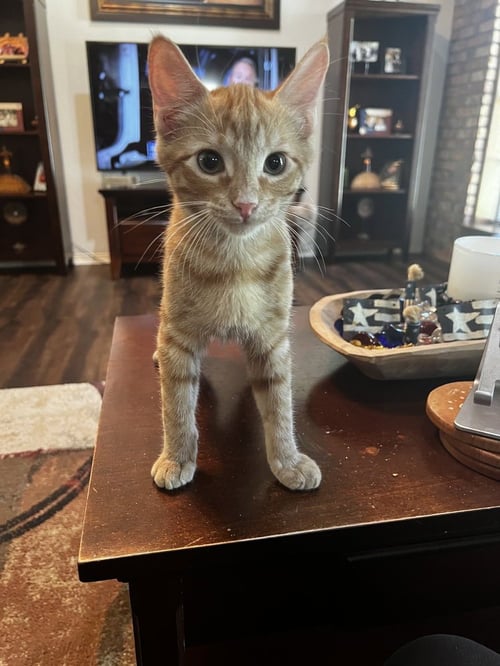 JETT - Domestic Short Hair / Domestic Short Hair available for adoption