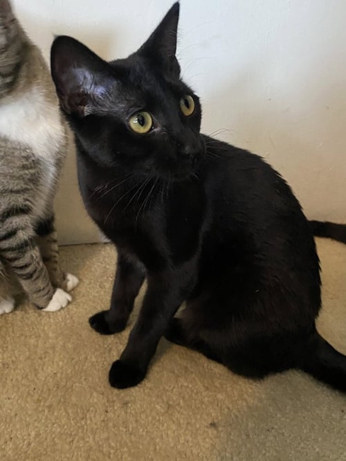VICTORIA - Domestic Short Hair / Domestic Short Hair available for adoption