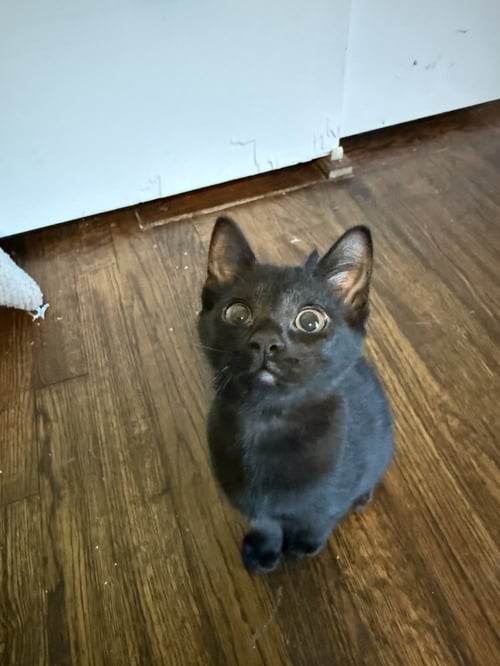 BEEF STEW - Domestic Short Hair / Domestic Short Hair available for adoption